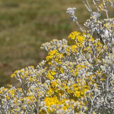 La Palascìa Masseria Agreste